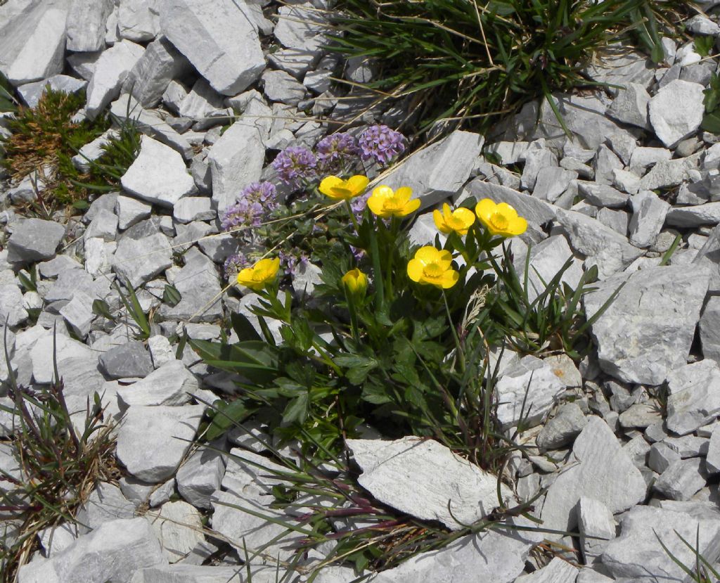 Quale Ranunculus?  Ranunculus montanus da confermare